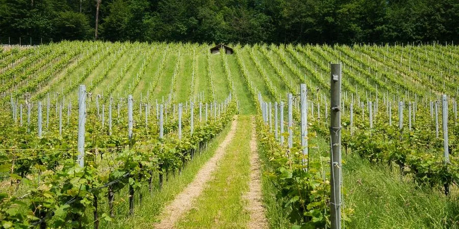 Enoturismo en La Rioja: ruta de fin de semana
